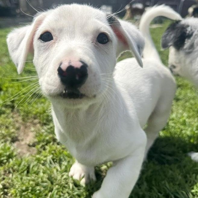 Ichabod, adopted, Puppy Male Border Collie & Australian Cattle Dog / Blue Heeler.