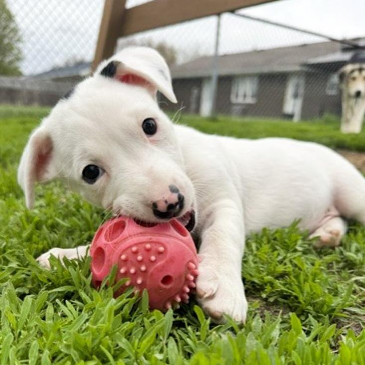 Enlarge Ichabod, an adopted mixed breed in Toledo, OH image 2/2