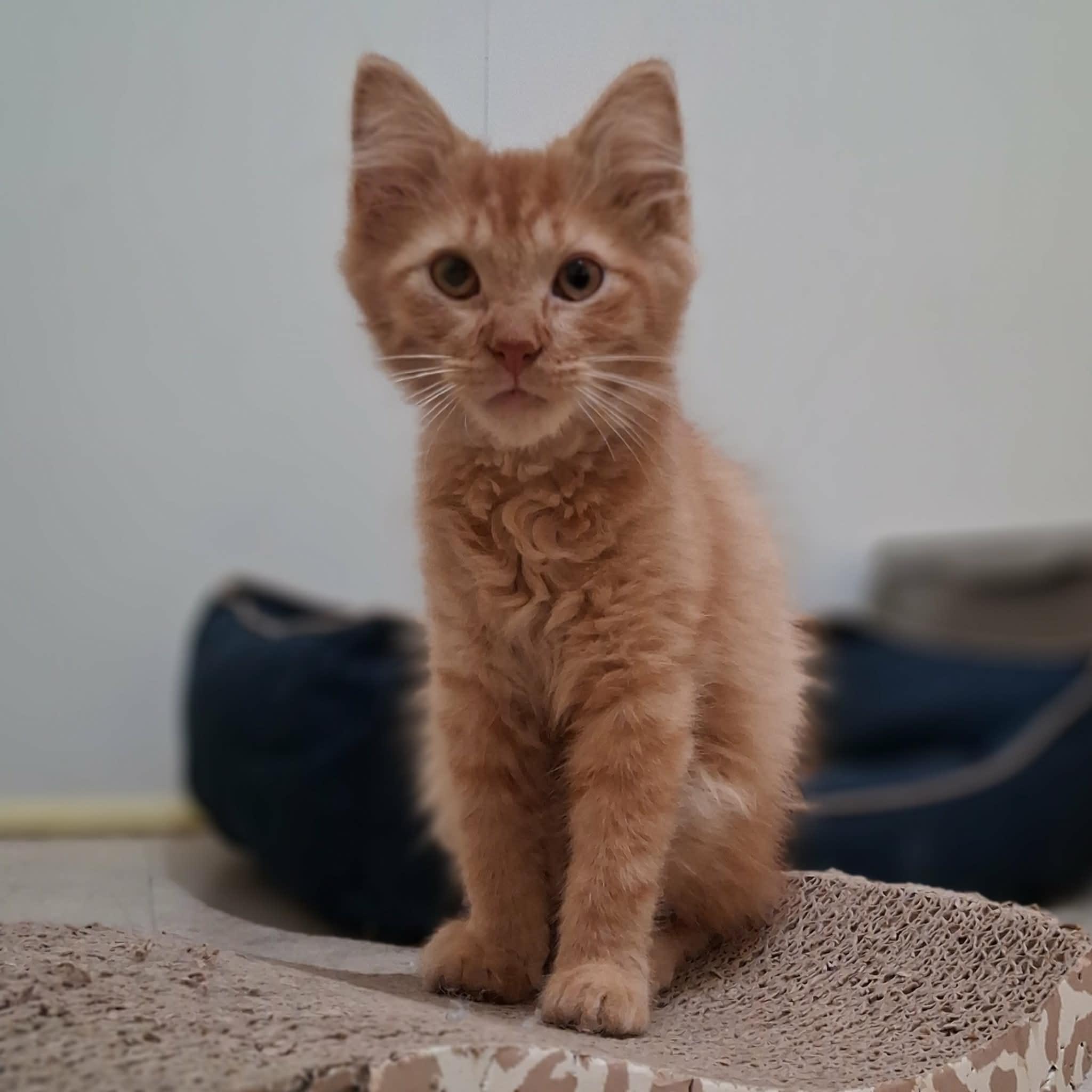 Sergeant Woodward, an adopted Domestic Long Hair in Vine Grove, KY image 2/5