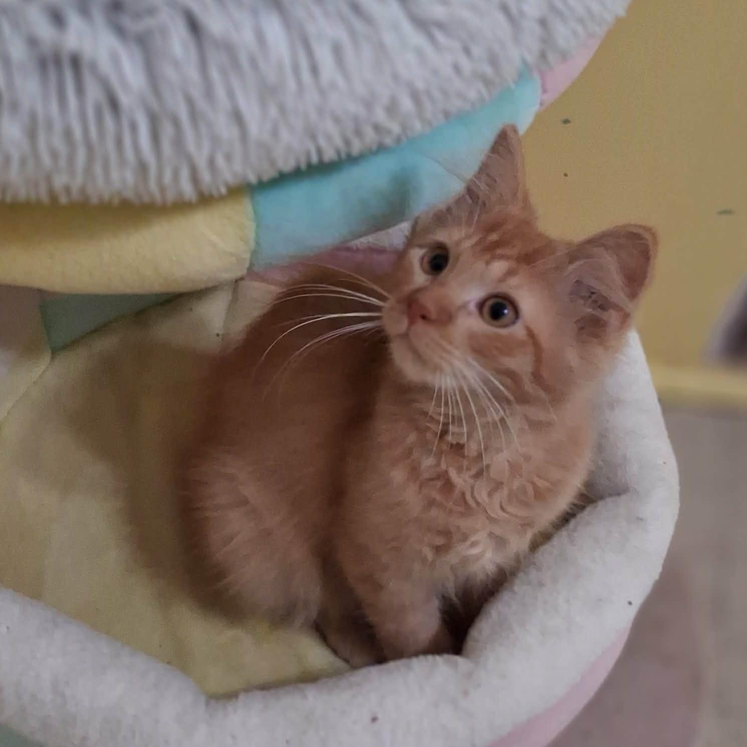 Sergeant Woodward, adopted, Kitten Male Domestic Long Hair.