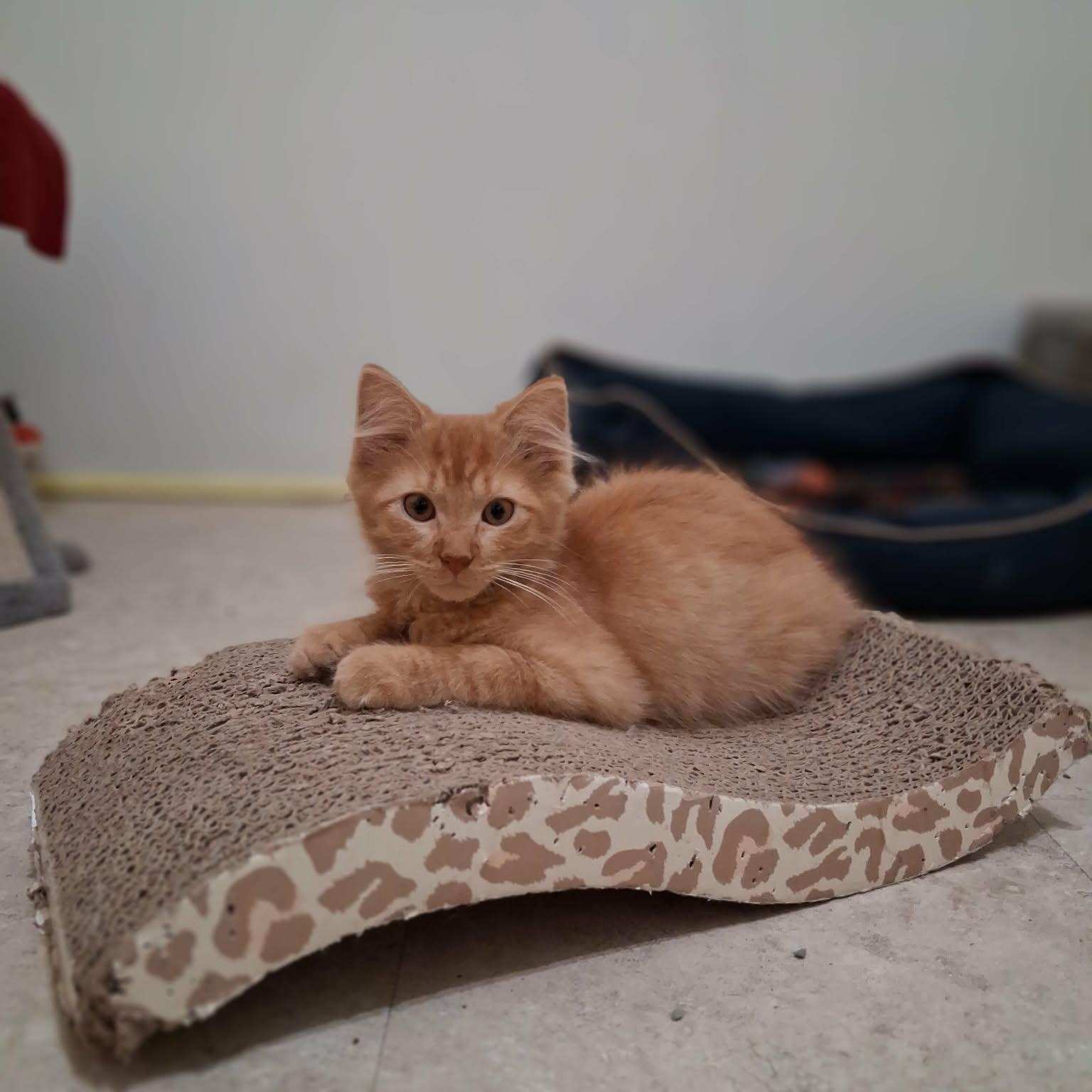 Sergeant Woodward, an adopted Domestic Long Hair in Vine Grove, KY image 5/5