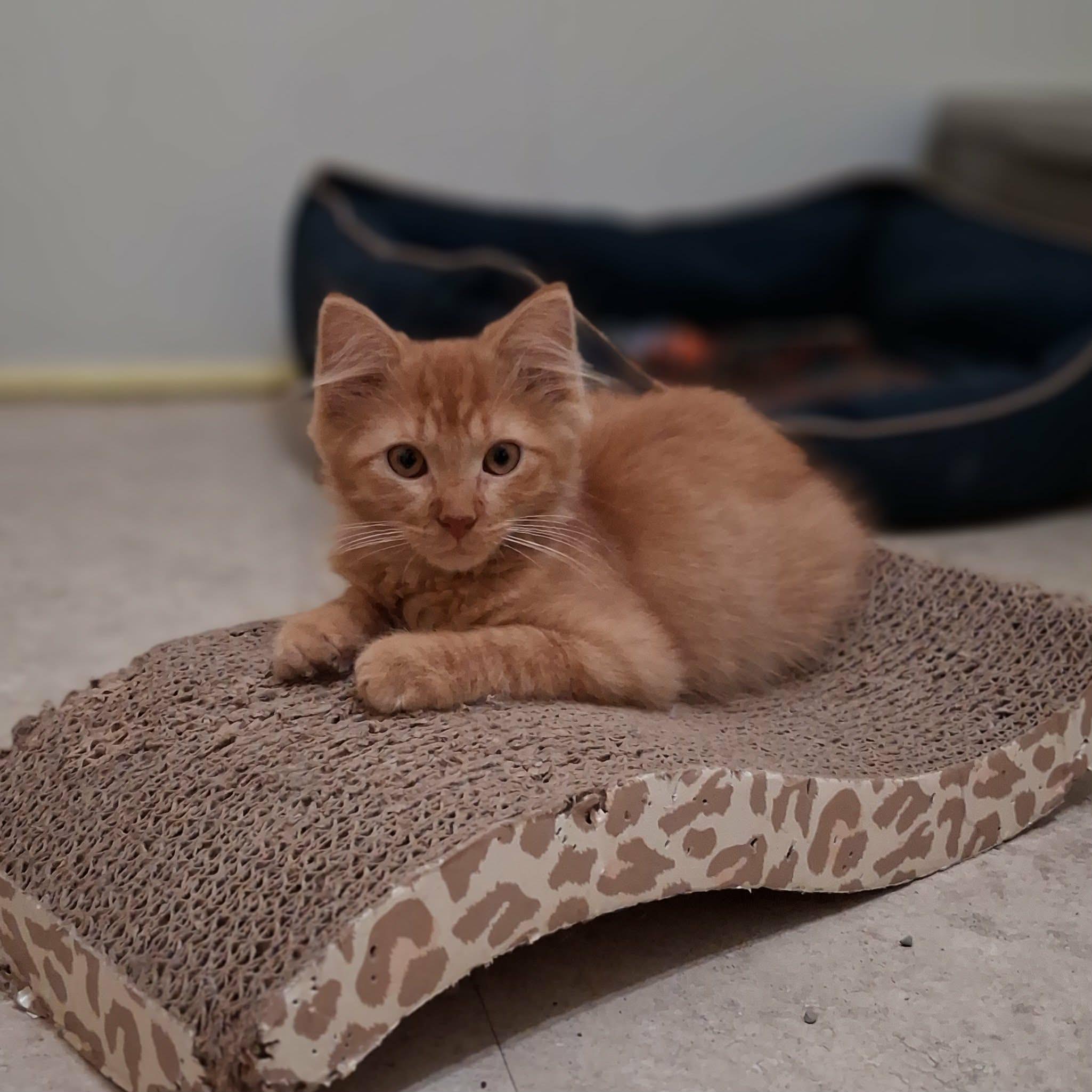 Sergeant Woodward, an adopted Domestic Long Hair in Vine Grove, KY image 3/5