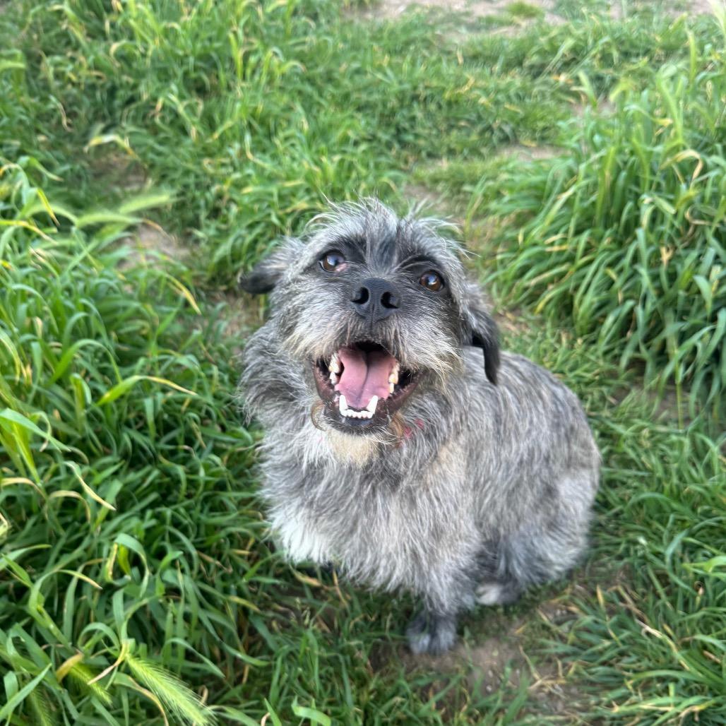 SOCRATES, Adoptable, Adult Male Border Terrier.