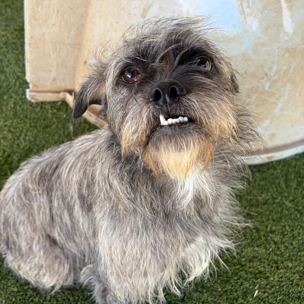 Enlarge SOCRATES, a Adoptable Border Terrier in Chico, CA image 2/4