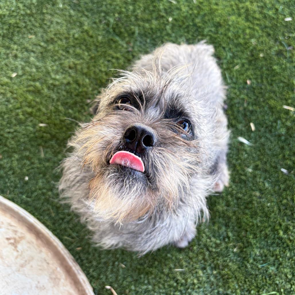 Enlarge SOCRATES, a Adoptable Border Terrier in Chico, CA image 3/4