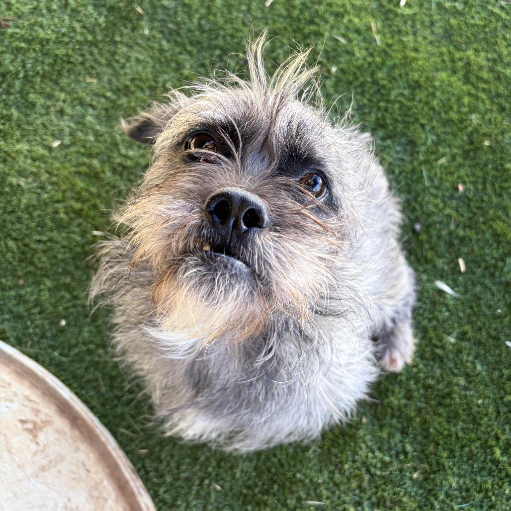 Enlarge SOCRATES, a Adoptable Border Terrier in Chico, CA image 4/4