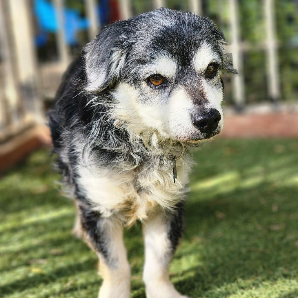 Riley Green(16) - Chino Hills Location, Adoptable, Senior Male Spaniel.