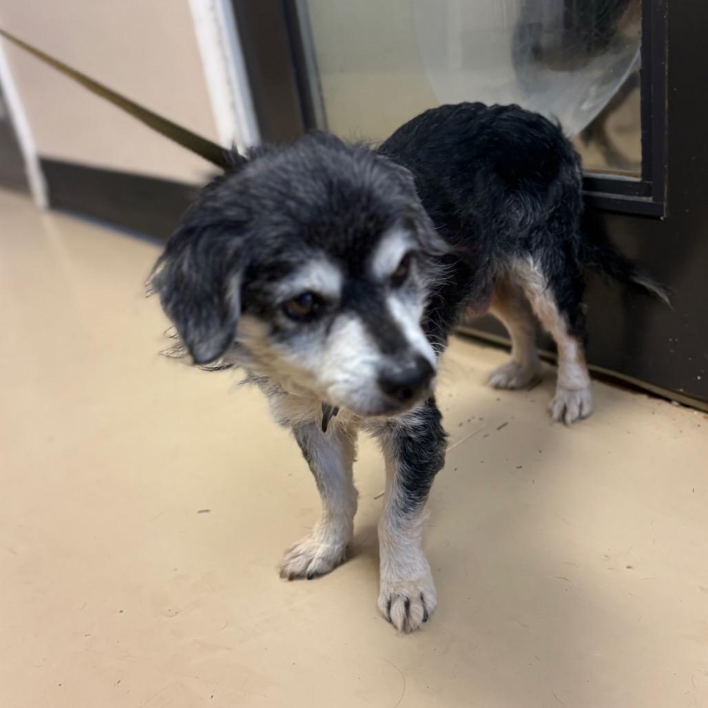 Enlarge Riley Green(16) - Chino Hills Location, a Adoptable mixed breed in Chino Hills, CA image 2/6