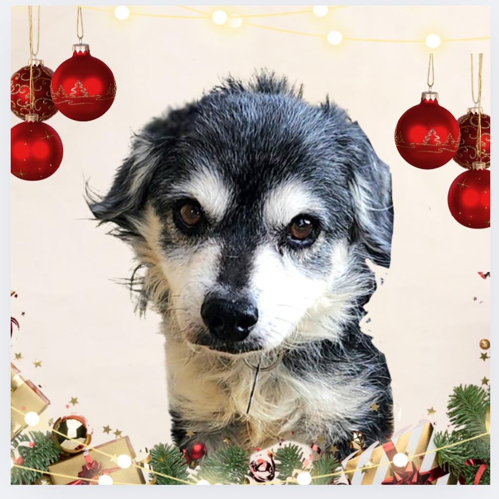 Enlarge Riley Green(16) - Chino Hills Location, a Adoptable mixed breed in Chino Hills, CA image 3/6