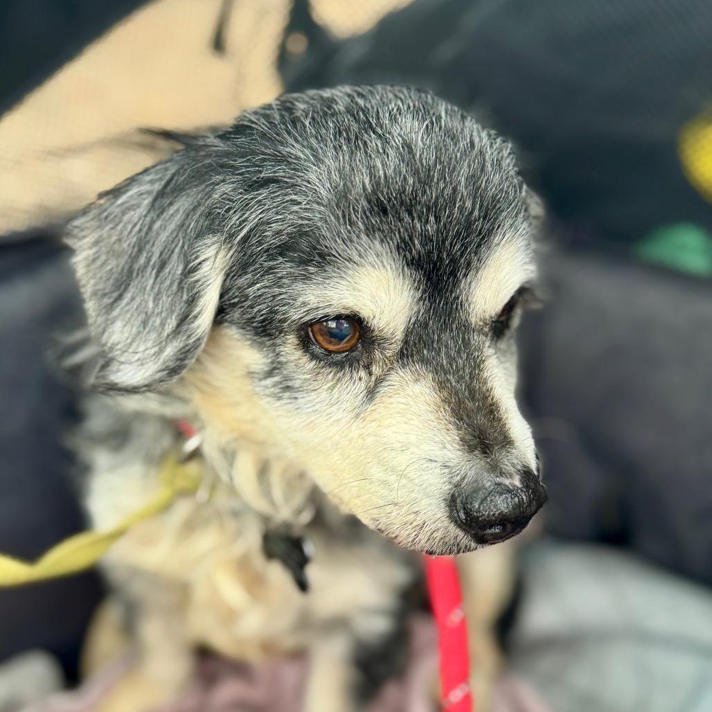 Enlarge Riley Green(16) - Chino Hills Location, a Adoptable mixed breed in Chino Hills, CA image 4/6