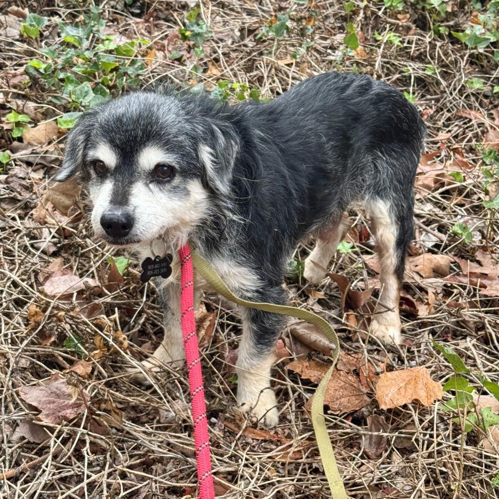 Enlarge Riley Green(16) - Chino Hills Location, a Adoptable mixed breed in Chino Hills, CA image 5/6
