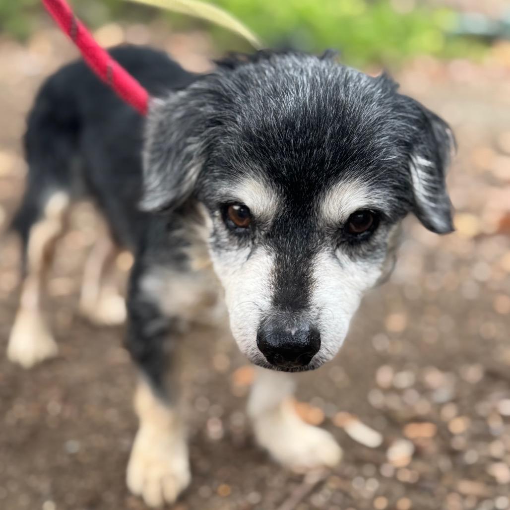 Enlarge Riley Green(16) - Chino Hills Location, a Adoptable mixed breed in Chino Hills, CA image 6/6