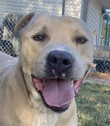 Enlarge Gunner, a ADOPTABLE Pit Bull Terrier in Glasgow, KY image 1/2
