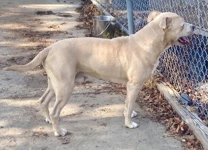 Enlarge Gunner, a ADOPTABLE Pit Bull Terrier in Glasgow, KY image 2/2