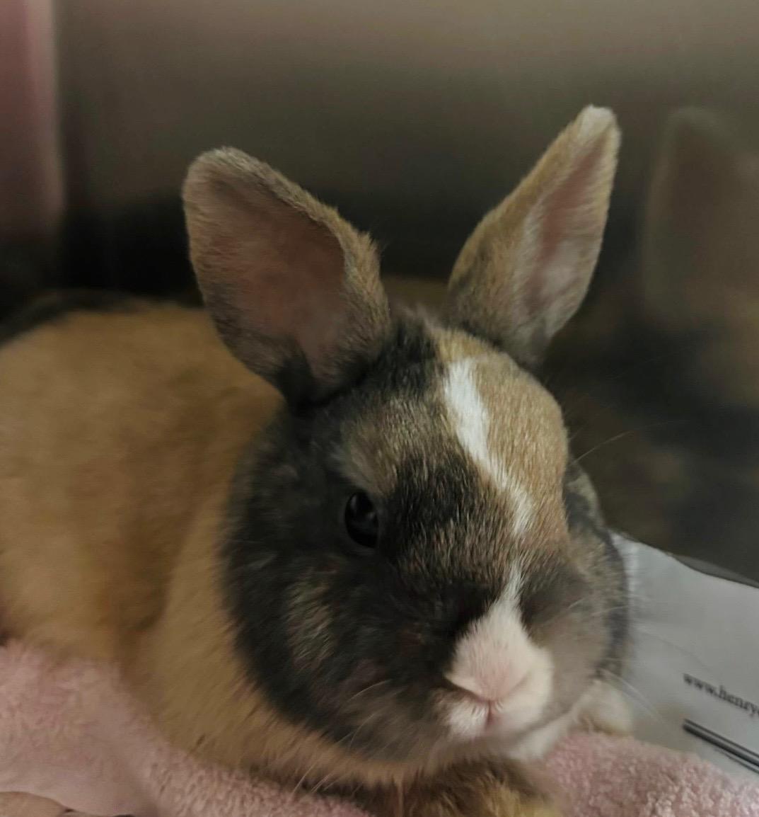 Enlarge Judy Hopps, an adopted Bunny Rabbit in Martinsville, VA image 1/1