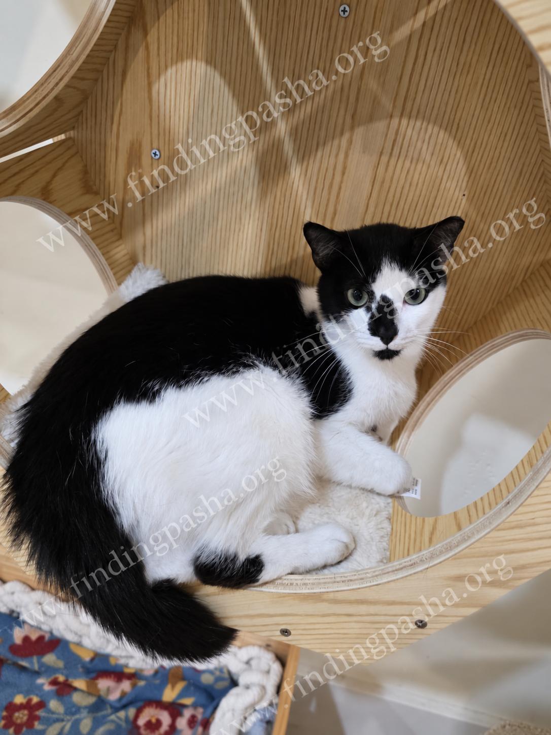 Enlarge BUBBLES, a Adoptable Domestic Short Hair in Bedford, NH image 3/4