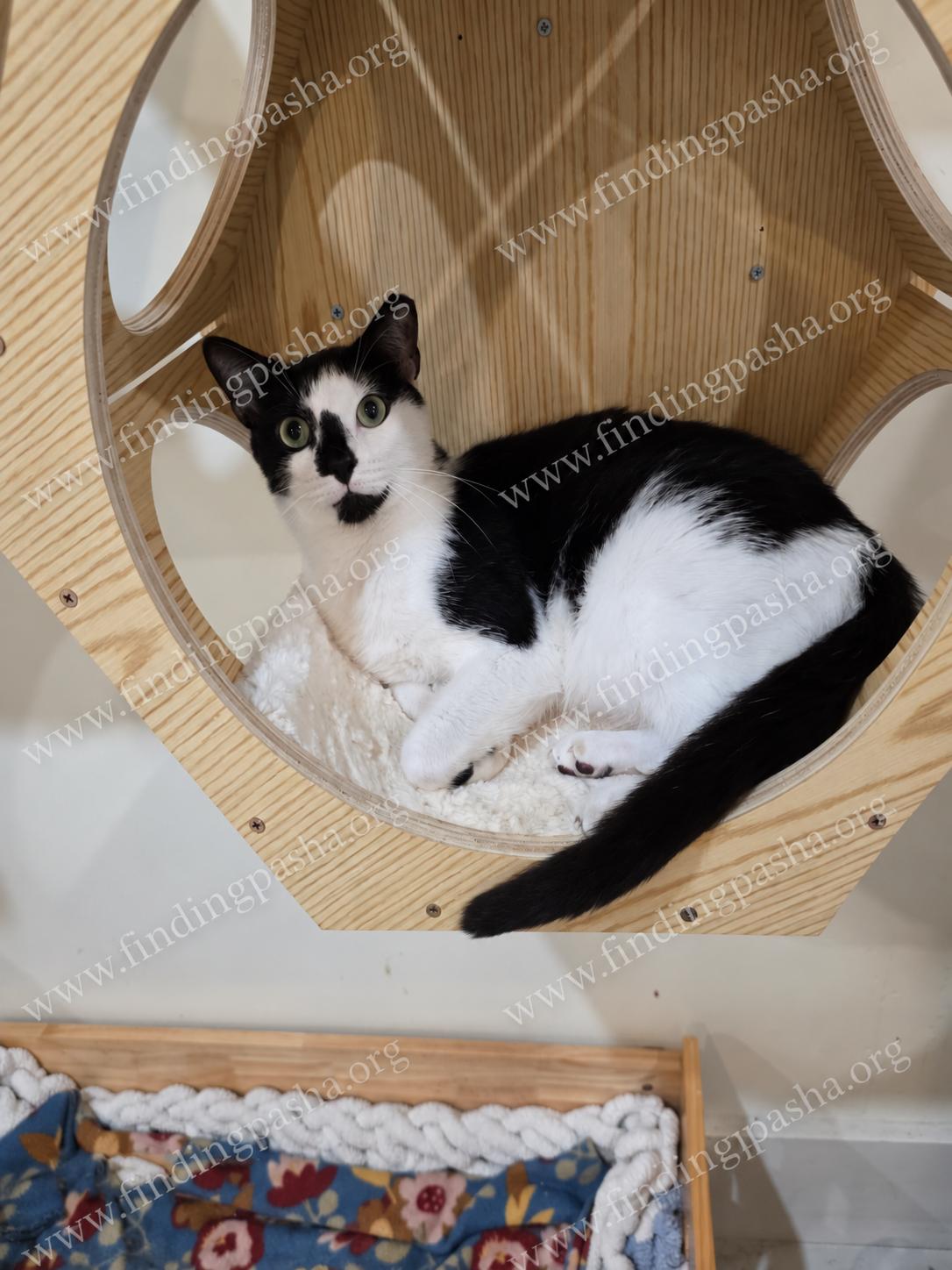 Enlarge BUBBLES, a Adoptable Domestic Short Hair in Bedford, NH image 2/4