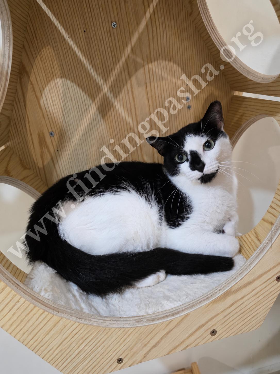 BUBBLES, Adoptable, Young Female Domestic Short Hair.