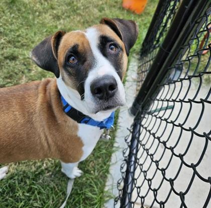 Dahlia, Adoptable, Adult Female Mixed Breed & Mixed Breed.