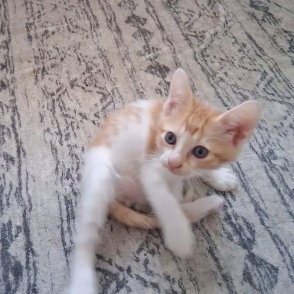 Donna, a Adoptable Domestic Short Hair in Miami, FL image 2/6