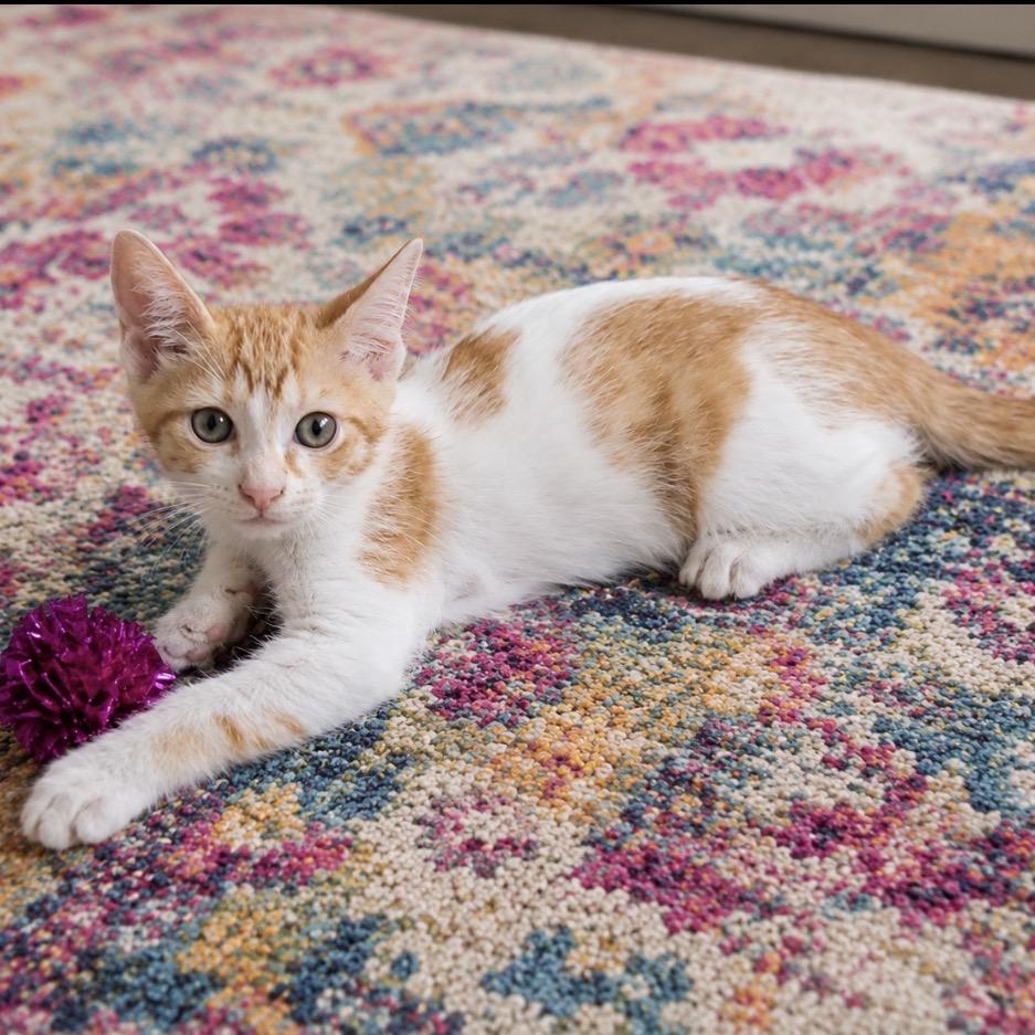 Donna, a Adoptable Domestic Short Hair in Miami, FL image 4/6