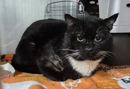 Enlarge Skippy - Feral Barn Cat, a ADOPTABLE Domestic Short Hair in Butte, MT image 1/1