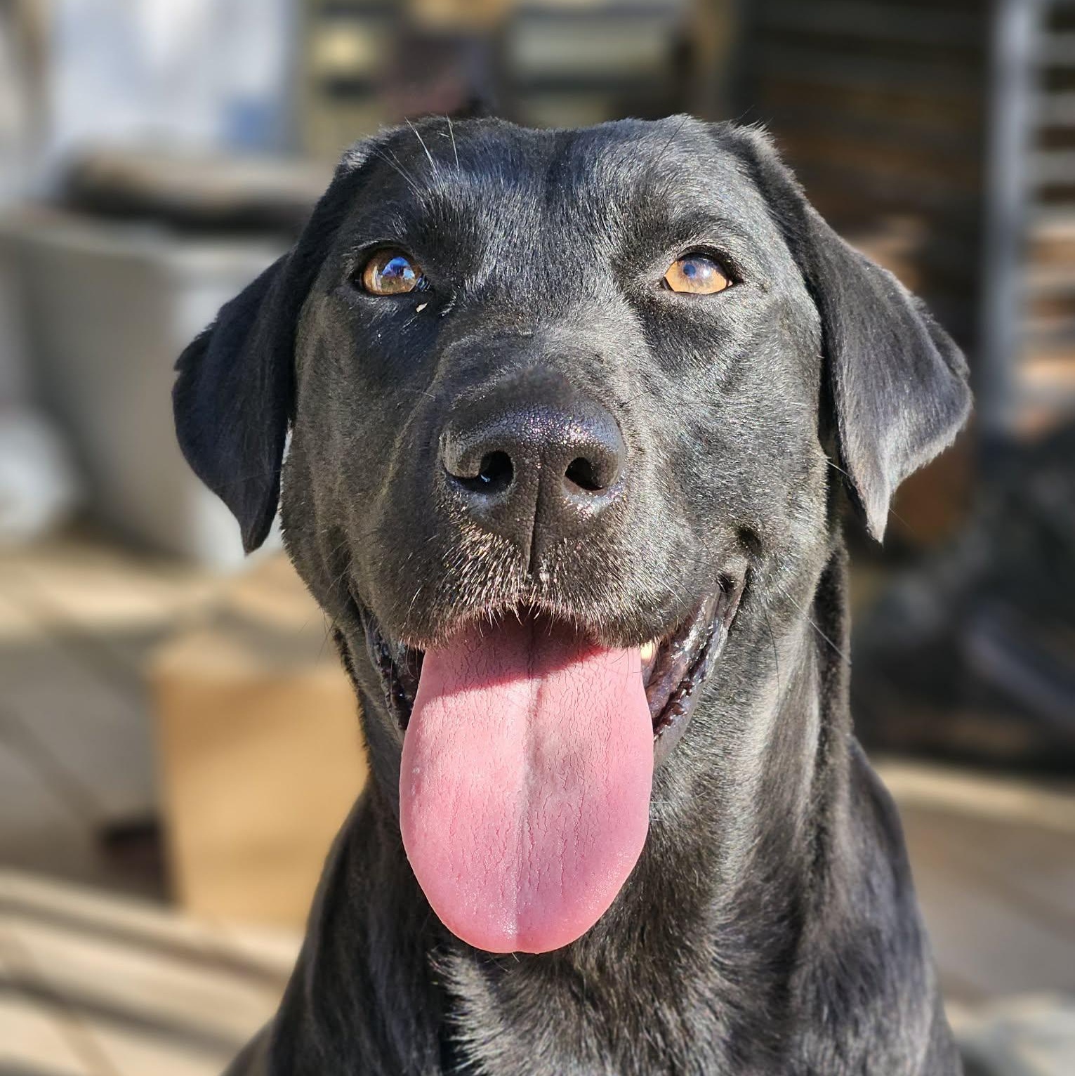 Daisy Mae, ADOPTABLE, Adult Male Black Labrador Retriever.
