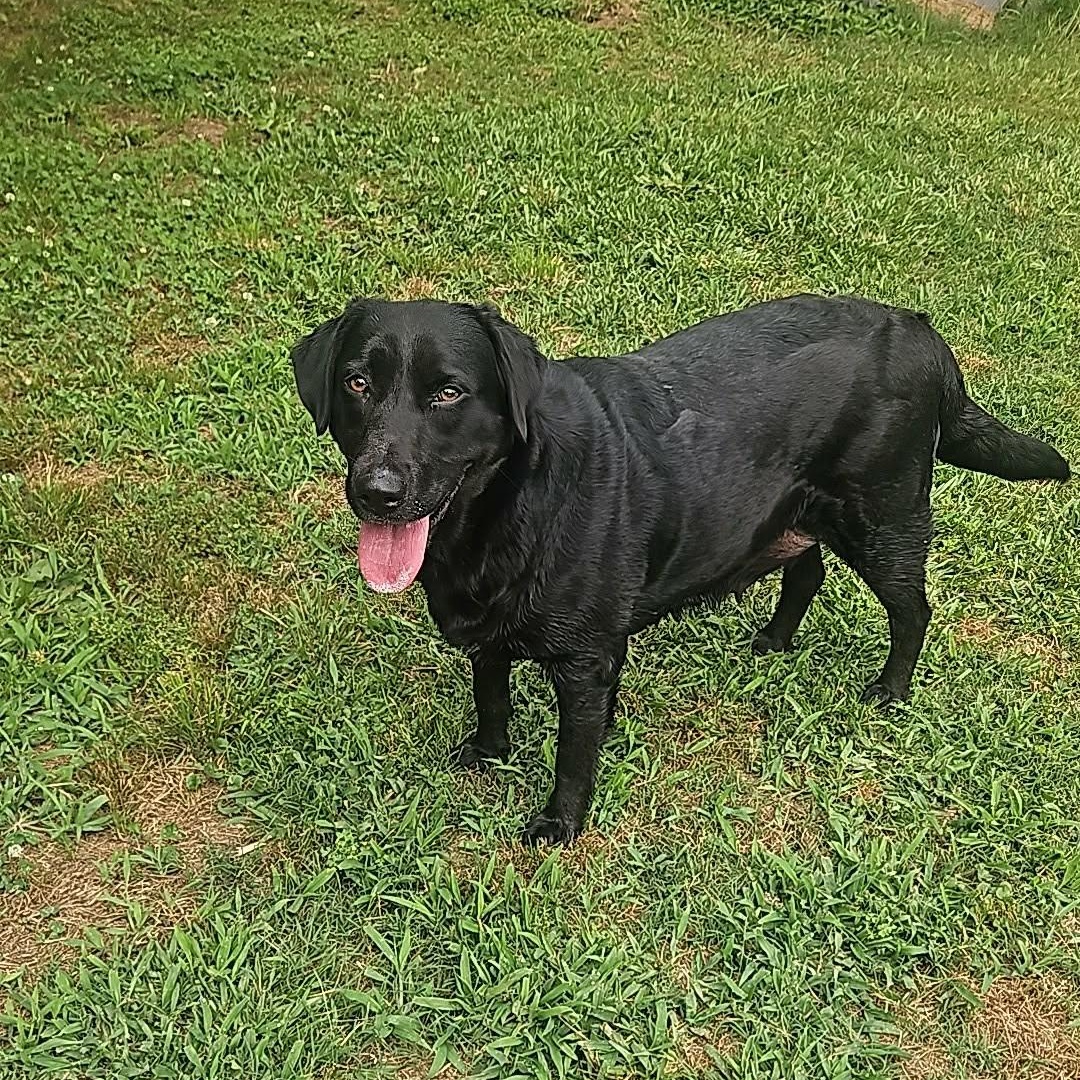 Enlarge Daisy Mae, a ADOPTABLE Black Labrador Retriever in Bethpage, NY image 2/4