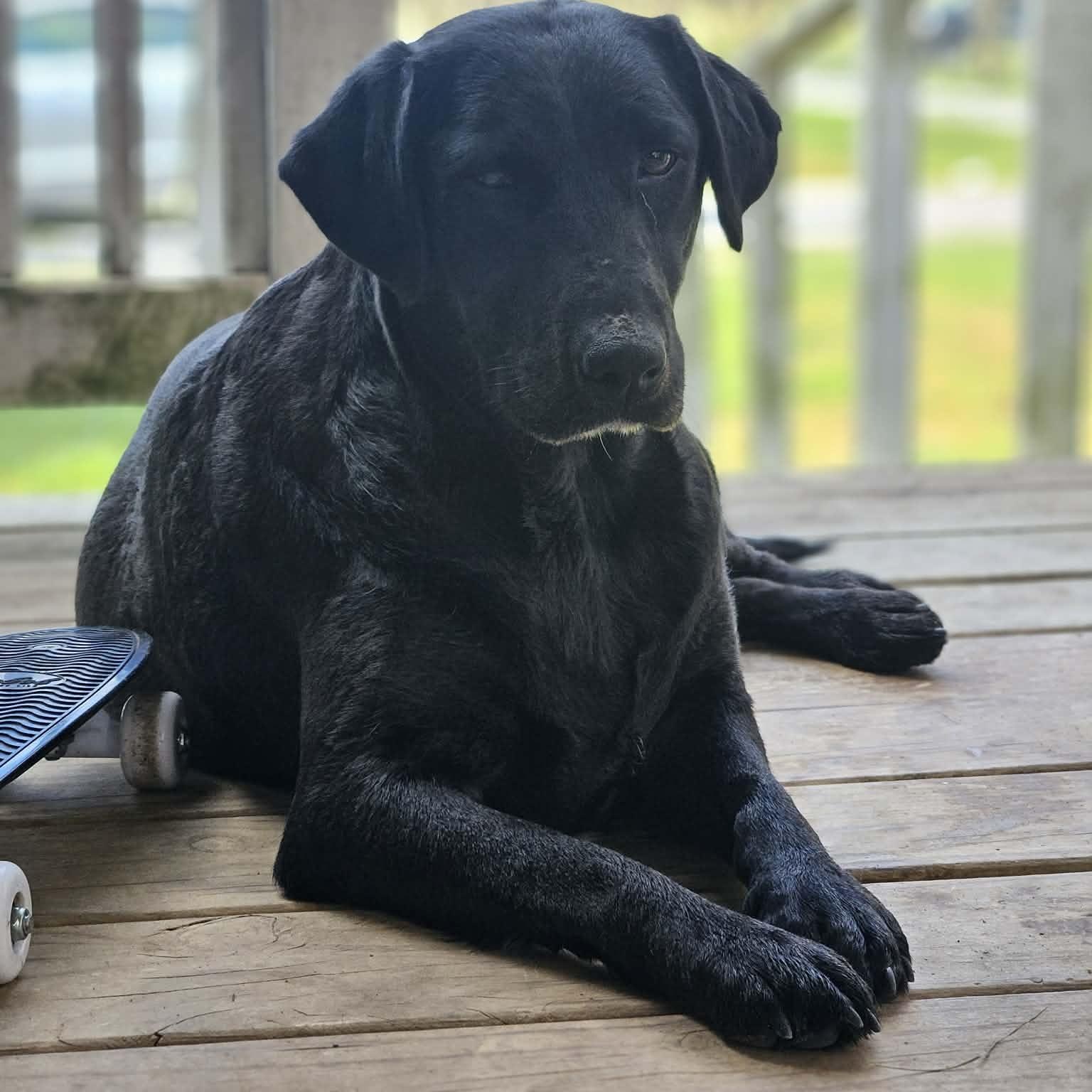 Enlarge Daisy Mae, a ADOPTABLE Black Labrador Retriever in Bethpage, NY image 4/4