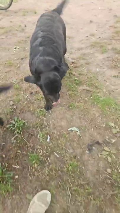 Enlarge Daisy Mae, a ADOPTABLE Black Labrador Retriever in Bethpage, NY video 3/4