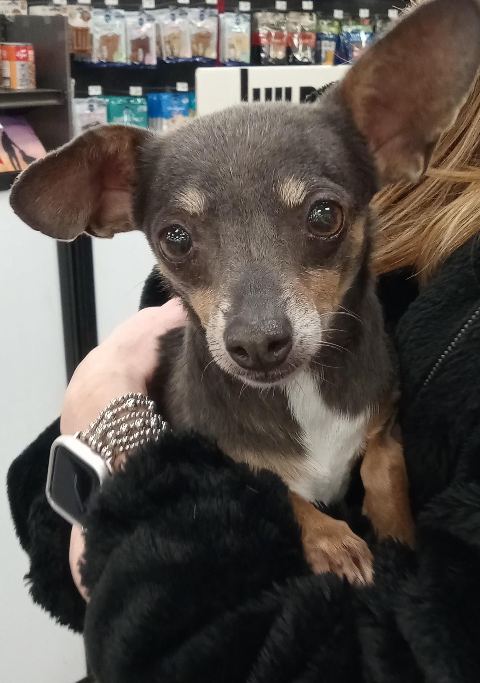 Penelope, ADOPTABLE, Adult Female Chihuahua.