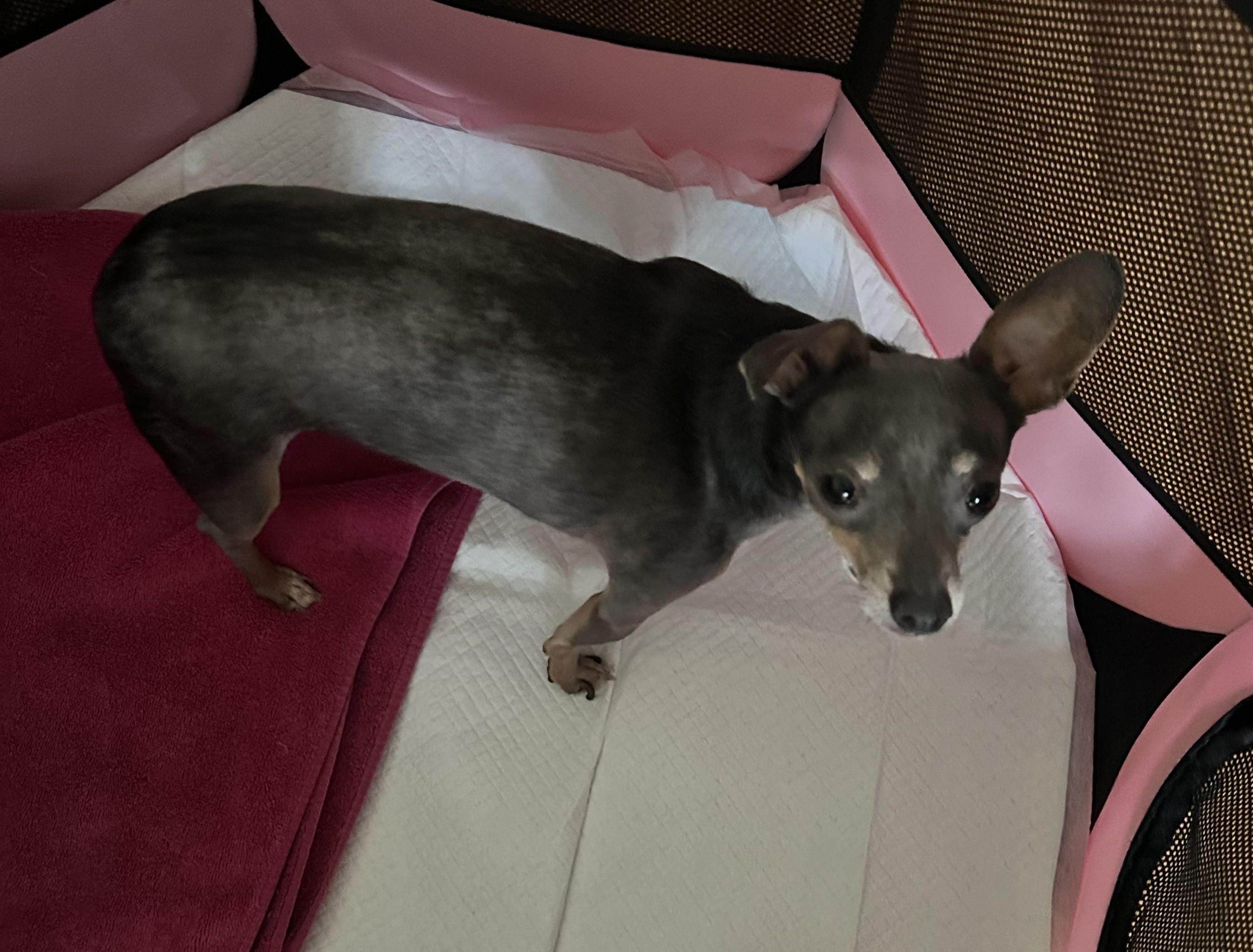 Enlarge Penelope, a ADOPTABLE Chihuahua in Westlake Village, CA image 3/3