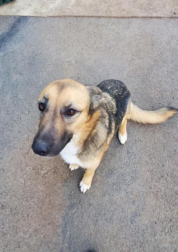 Enlarge AnnaBelle, a ADOPTABLE mixed breed in Bend, OR image 1/4