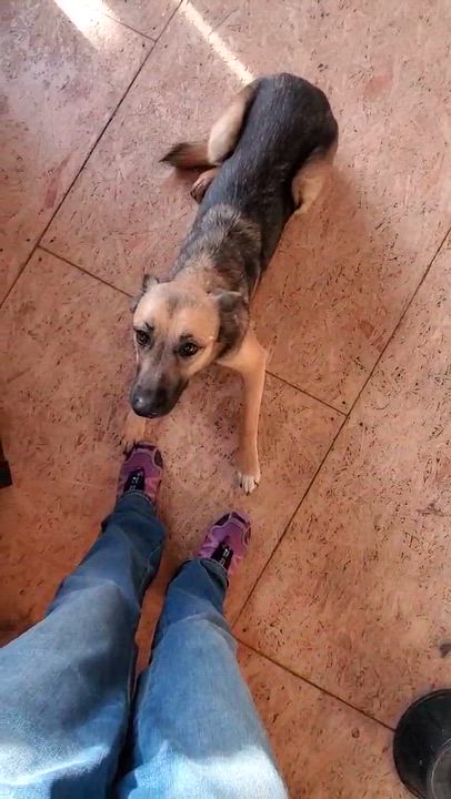 Enlarge AnnaBelle, a ADOPTABLE mixed breed in Bend, OR video 3/4