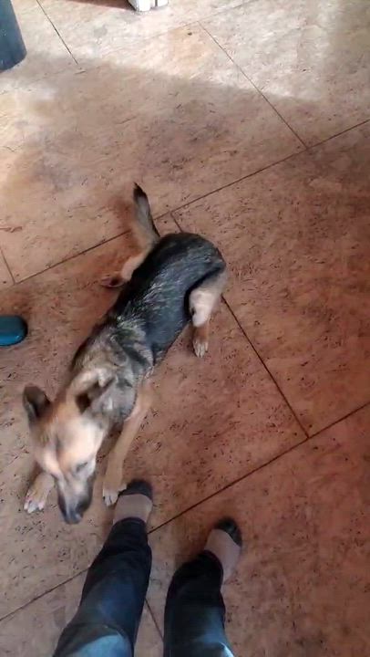 Enlarge AnnaBelle, a ADOPTABLE mixed breed in Bend, OR video 2/4