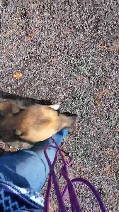 Enlarge AnnaBelle, a ADOPTABLE mixed breed in Bend, OR video 4/4