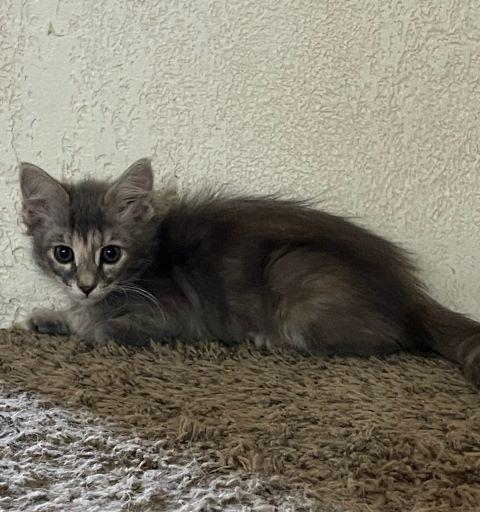 Enlarge Bonnie, an adopted mixed breed in Fernley, NV image 2/2