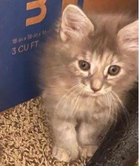Bonnie, adopted, Kitten Female Domestic Medium Hair.