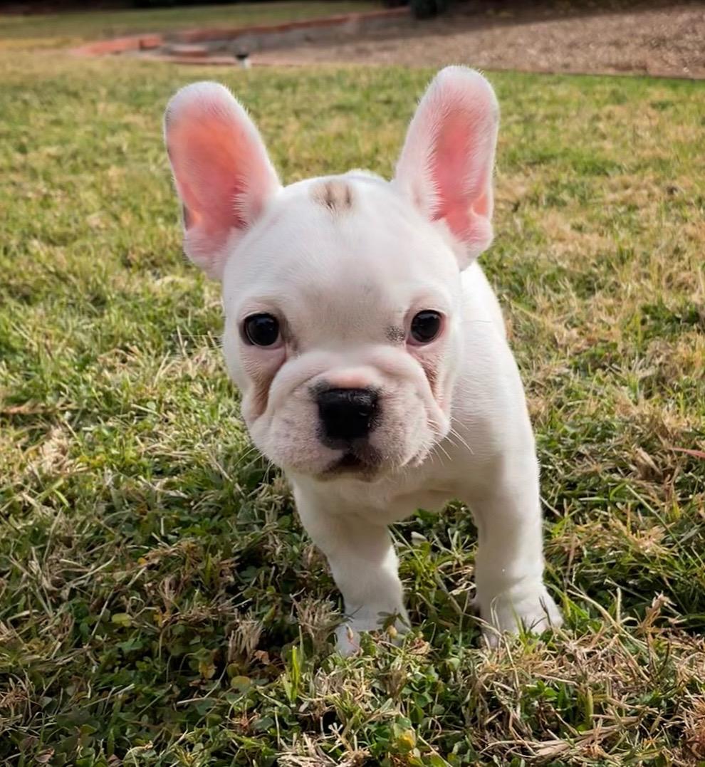 Enlarge Ciabatta, a Adoptable French Bulldog in Scottsdale, AZ image 3/3