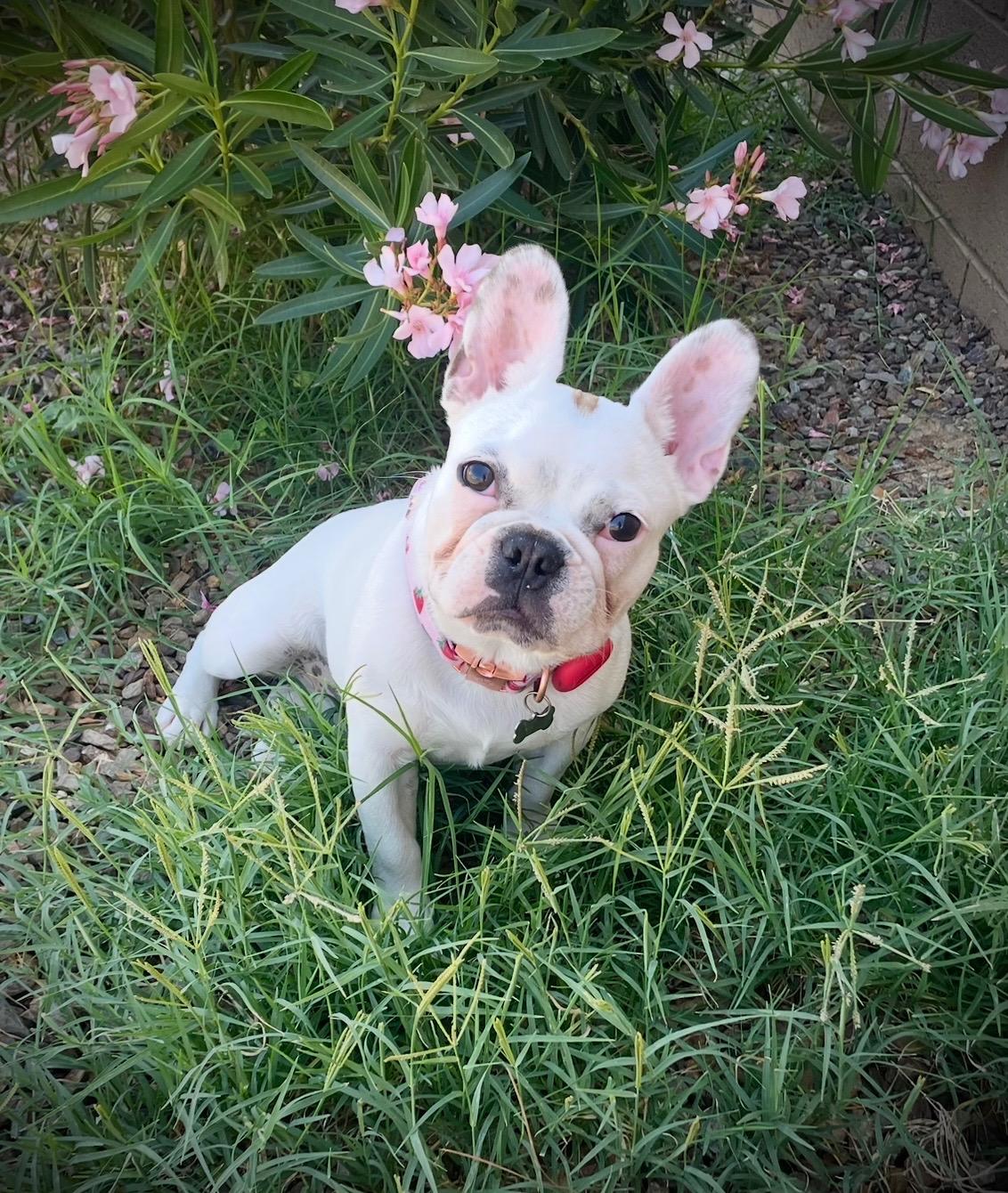 Enlarge Ciabatta, a Adoptable French Bulldog in Scottsdale, AZ image 1/3