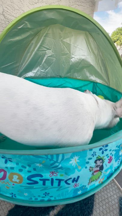 Enlarge Ciabatta, a Adoptable French Bulldog in Scottsdale, AZ video 2/3