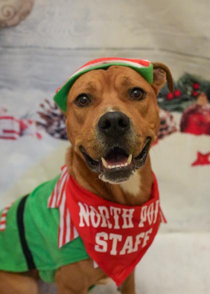 Lamour 54566, Adoptable, Adult Male Mixed Breed & Mixed Breed.