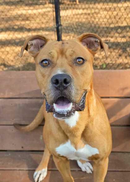Lamour 54566, a Adoptable Mixed Breed in Aiken, SC image 2/3