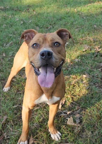 Lamour 54566, a Adoptable Mixed Breed in Aiken, SC image 3/3