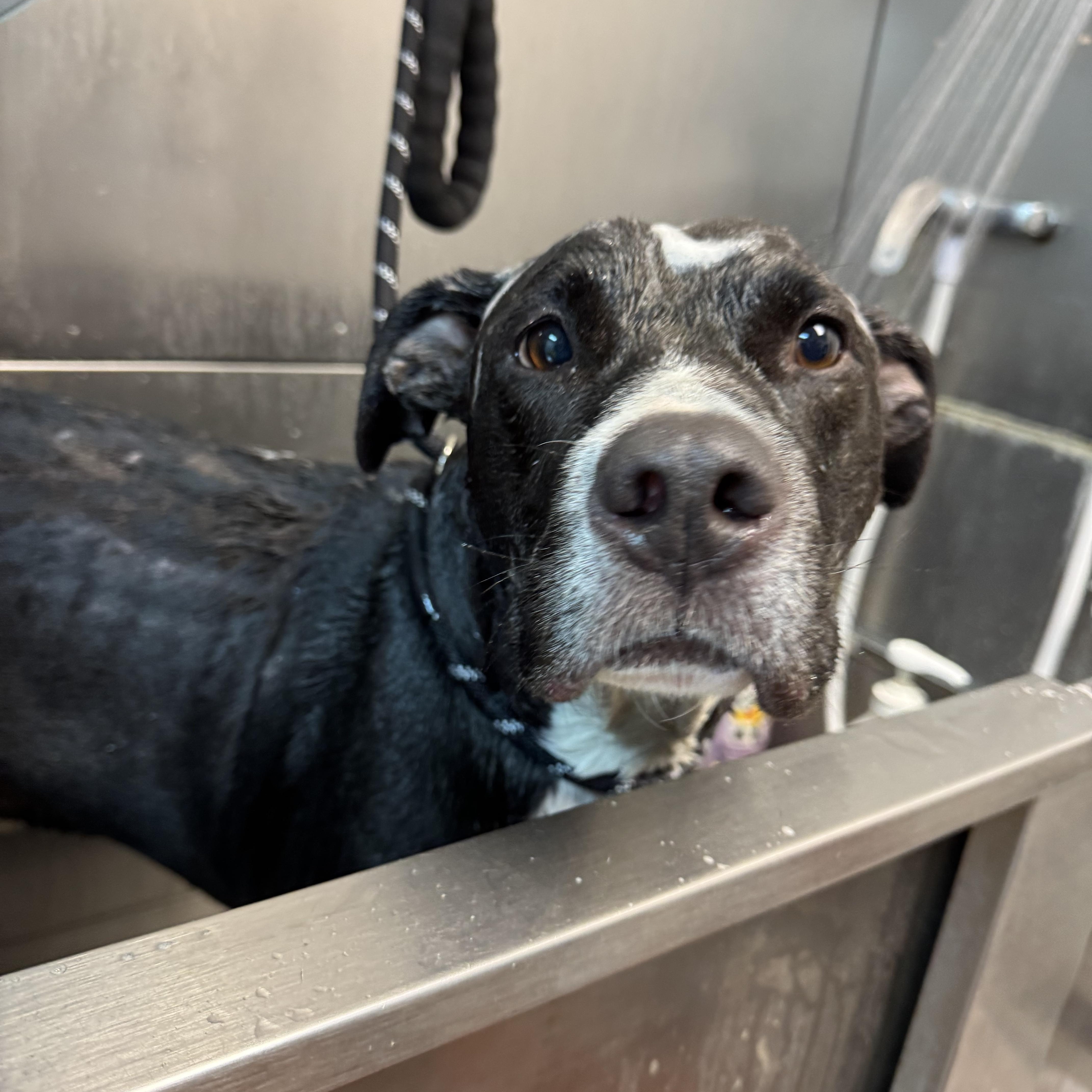 Phantom AVAILABLE, a Adoptable American Staffordshire Terrier in Canton, OH image 3/6