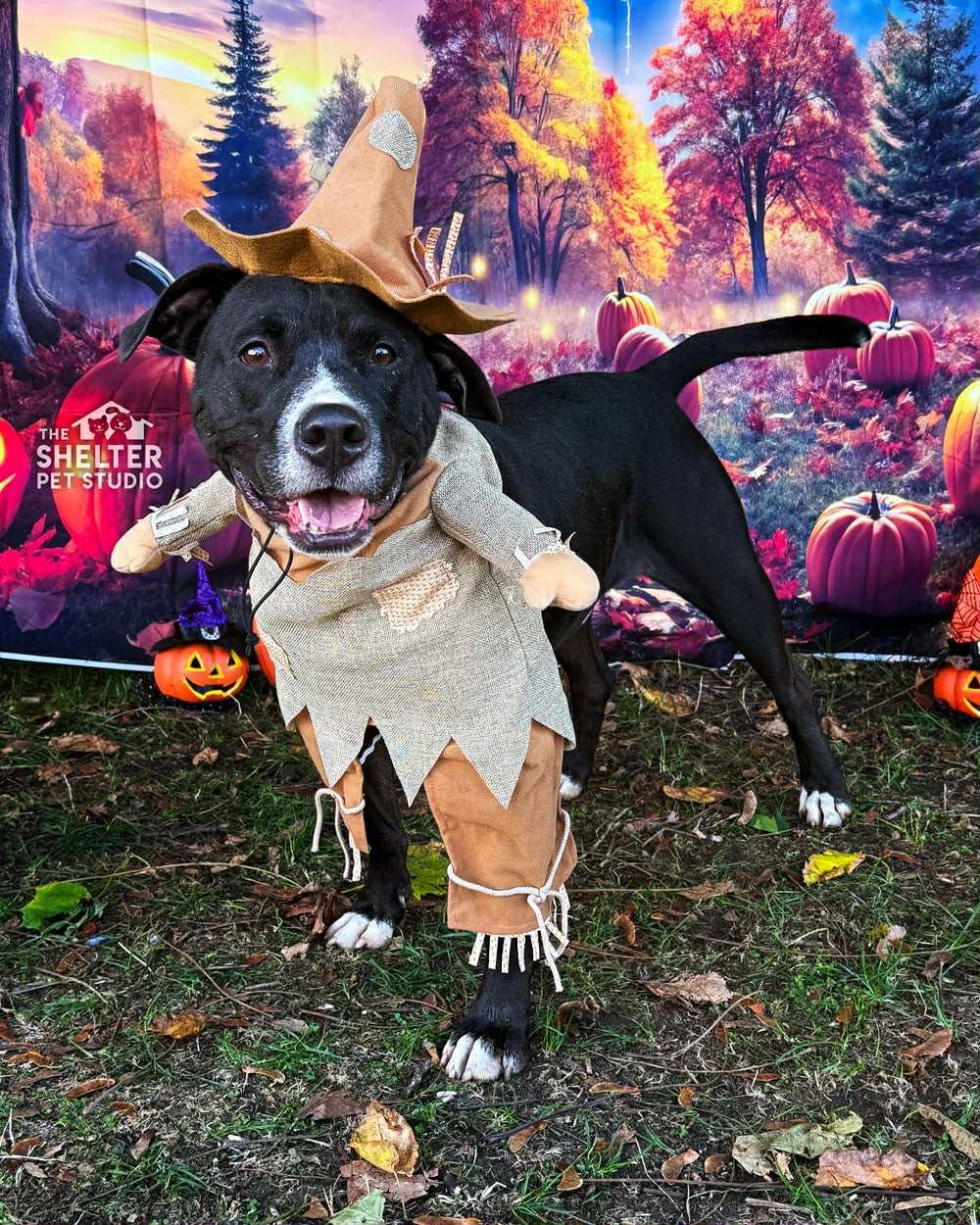 Phantom AVAILABLE, a Adoptable American Staffordshire Terrier in Canton, OH image 1/6