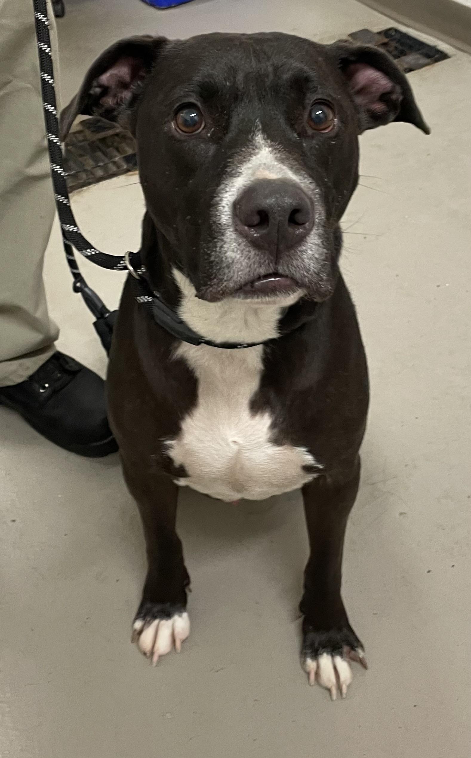 Phantom AVAILABLE, Adoptable, Adult Male American Staffordshire Terrier.
