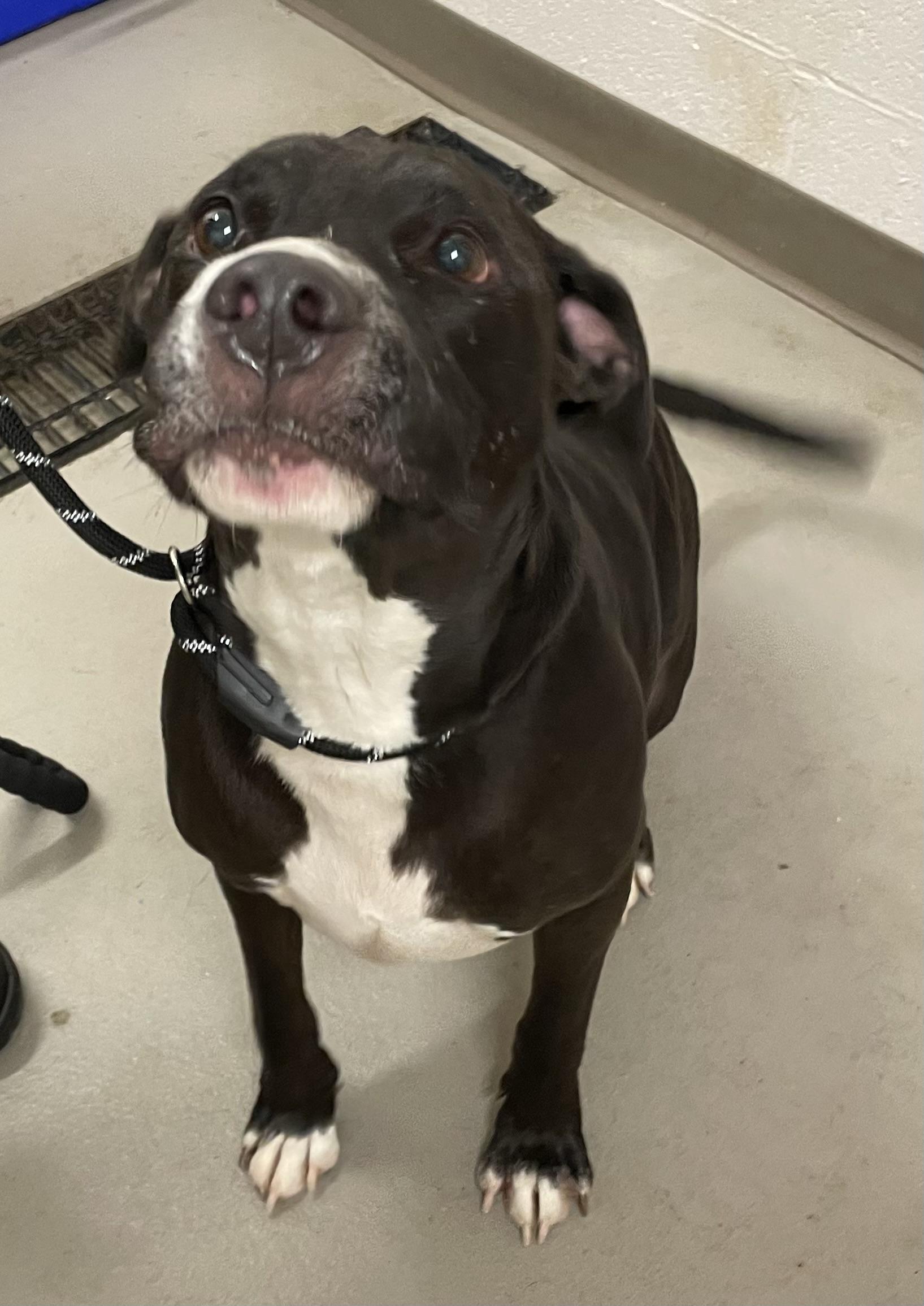 Phantom AVAILABLE, a Adoptable American Staffordshire Terrier in Canton, OH image 4/6