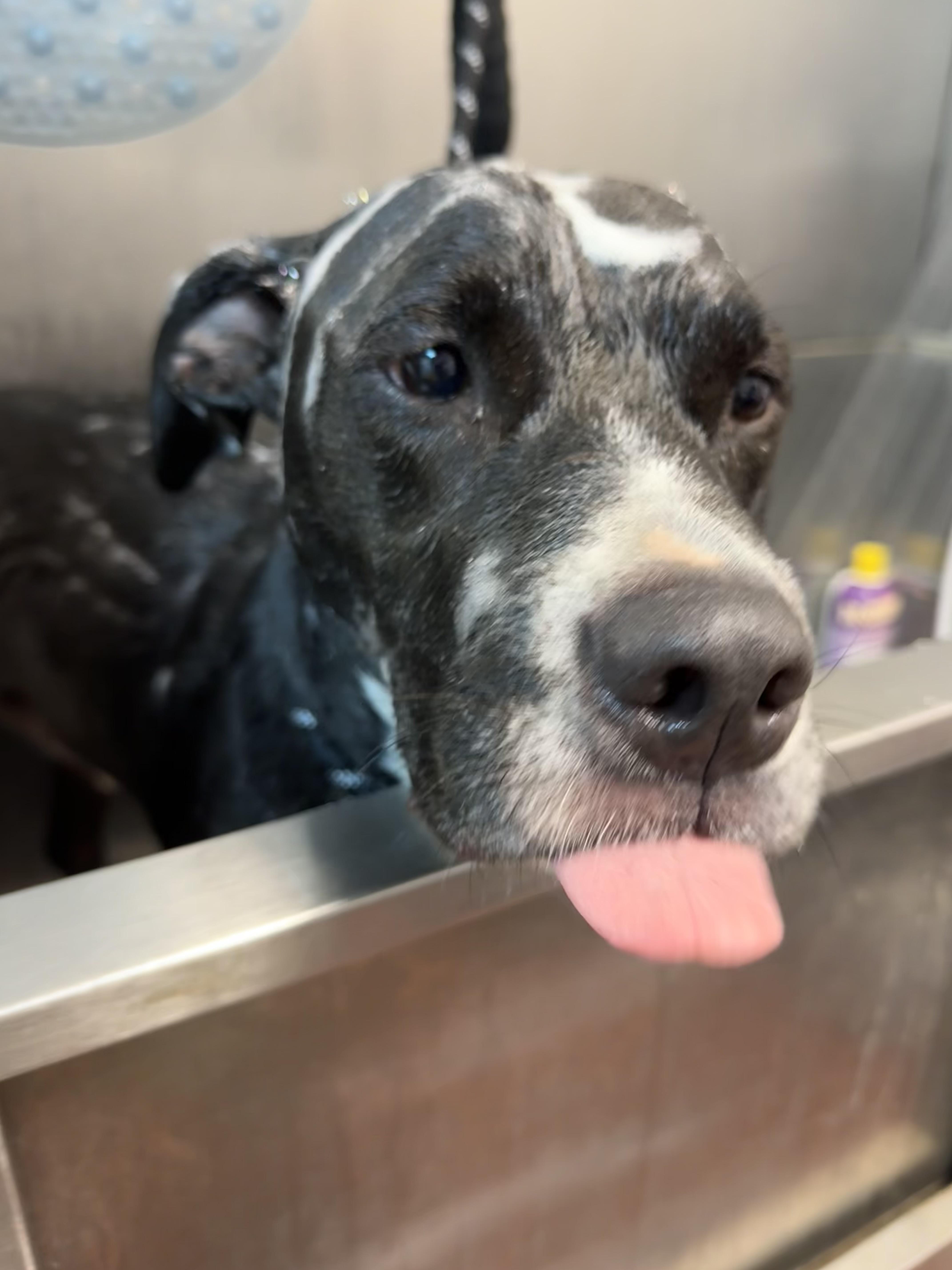 Phantom AVAILABLE, a Adoptable American Staffordshire Terrier in Canton, OH image 5/6