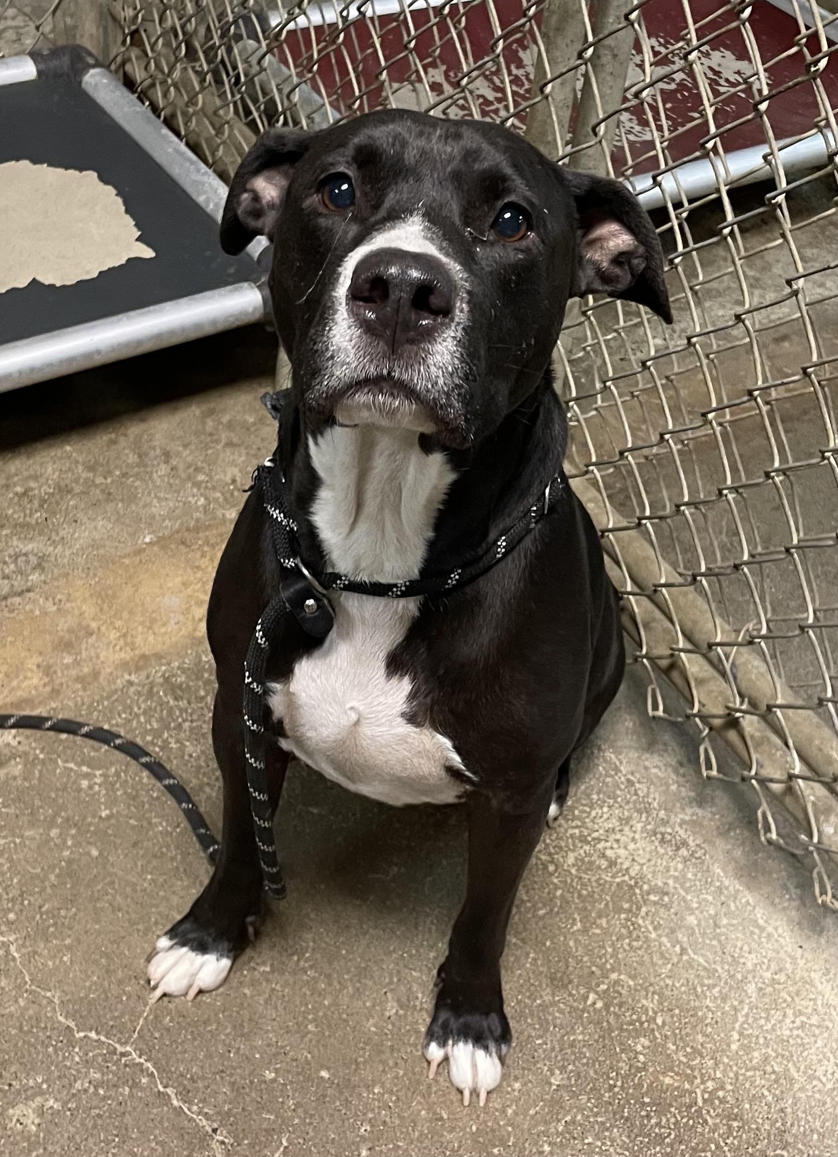 Phantom AVAILABLE, a Adoptable American Staffordshire Terrier in Canton, OH image 6/6
